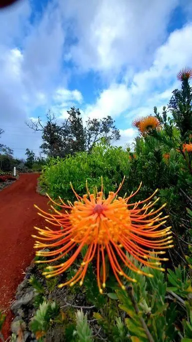 The Art Garden- Hibiscus Guesthouse Hawaiian Ocean View Σπίτι διακοπών