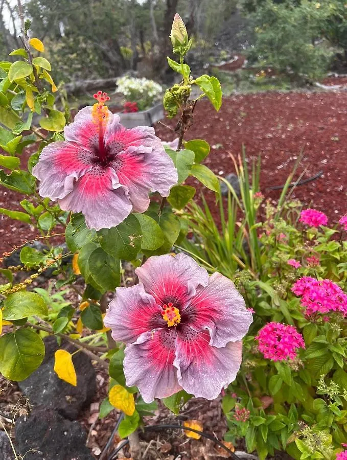 The Art Garden- Hibiscus Guesthouse Hawaiian Ocean View Ηνωμένες Πολιτείες της Αμερικής