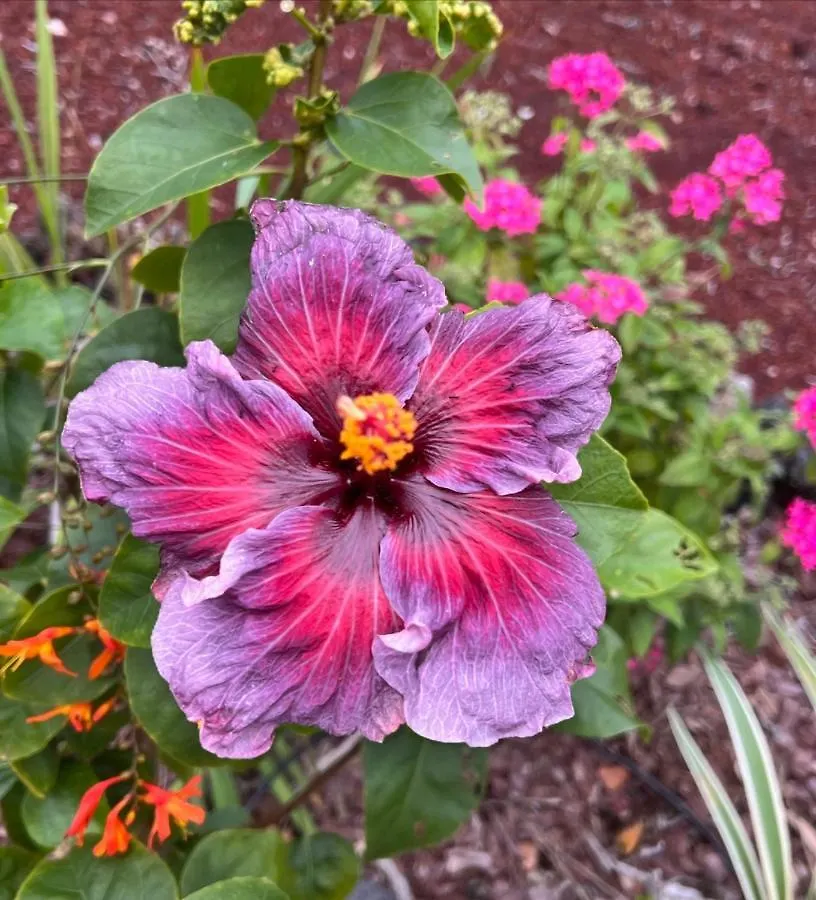 The Art Garden- Hibiscus Guesthouse Hawaiian Ocean View 0*,  Ηνωμένες Πολιτείες της Αμερικής
